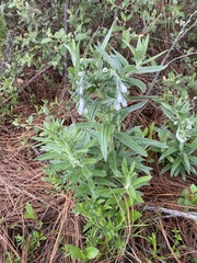 Lithospermum trinervium