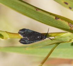 Pollanisus subdolosa