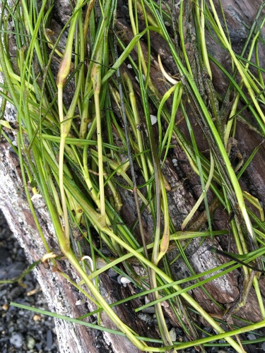 Tasselweed (Ruppia filifolia)
