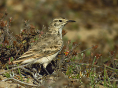 Common Miner photo 3