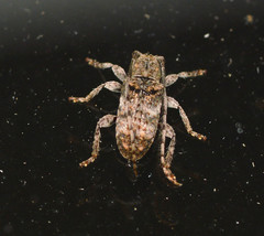 Ecyrus