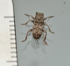 Ecyrus