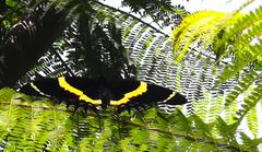Papilio garamas garamas