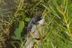 Sceloporus occidentalis biseriatus