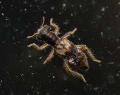 Phyllobaenus obscurus