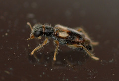 Phyllobaenus obscurus