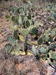Opuntia mackensenii