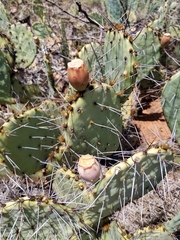 Opuntia mackensenii