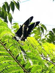 Papilio garamas garamas