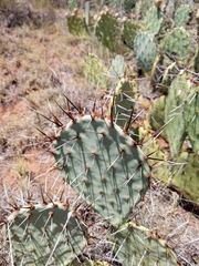 Opuntia mackensenii