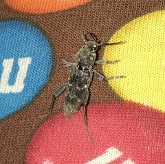 Xylotrechus nauticus