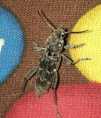 Xylotrechus nauticus