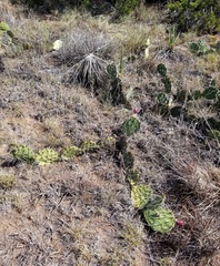 Opuntia tortispina