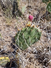 Opuntia tortispina