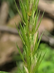 Elymus curvatus