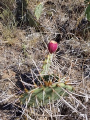 Opuntia tortispina