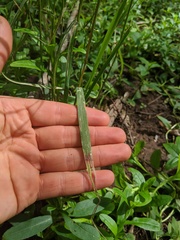 Elymus curvatus