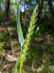 Elymus curvatus