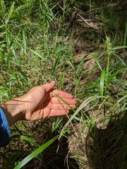 Elymus curvatus