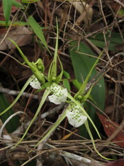 Brassia verrucosa