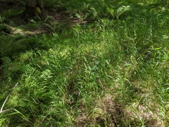 Elymus curvatus