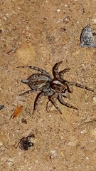 Maeota dichrura