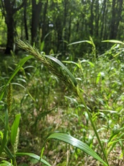 Elymus curvatus