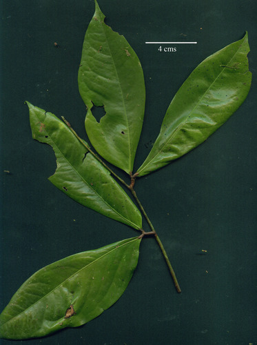 Cynometra hemitomophylla image