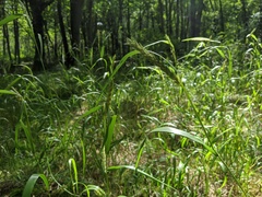 Elymus curvatus