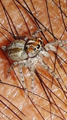 Maeota dichrura