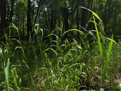 Elymus curvatus