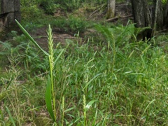 Elymus curvatus