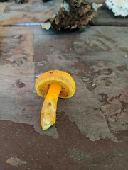 Aureoboletus auriflammeus