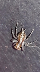 Maeota dichrura