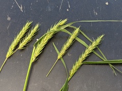 Elymus curvatus