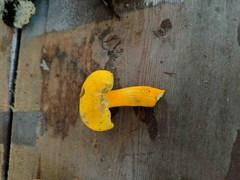 Aureoboletus auriflammeus