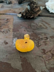 Aureoboletus auriflammeus