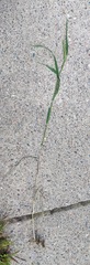 Elymus curvatus