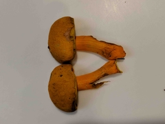 Aureoboletus auriflammeus