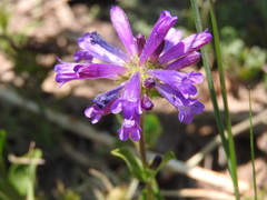 Penstemon heterodoxus