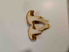 Aureoboletus auriflammeus