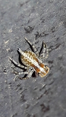 Maeota dichrura