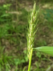 Elymus curvatus