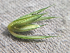 Elymus curvatus