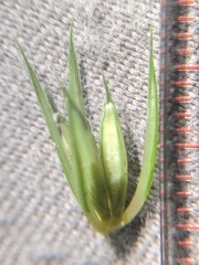 Elymus curvatus