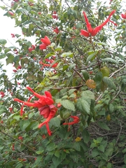 Salvia sessei