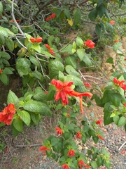 Salvia sessei