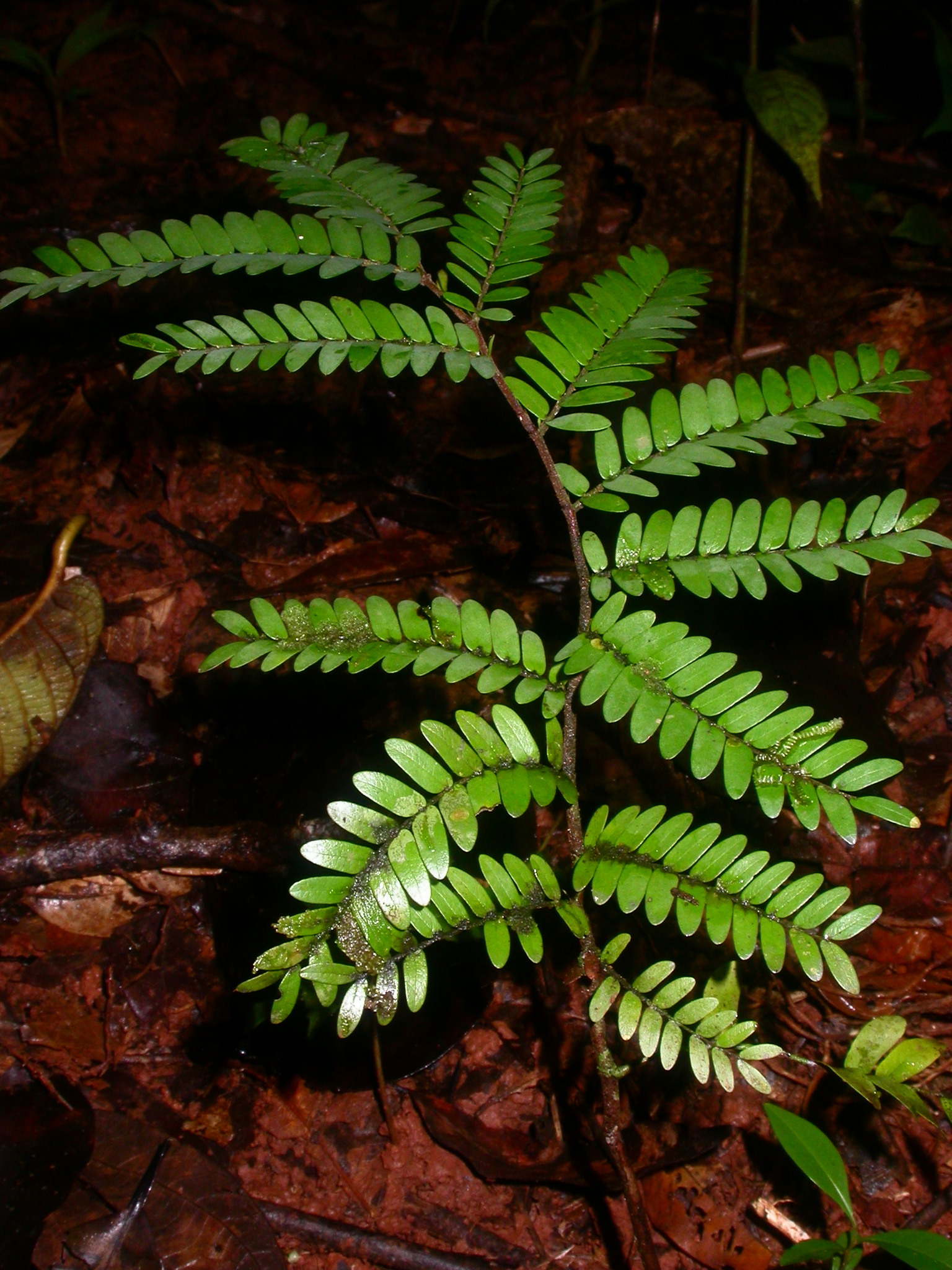 Copaifera camibar