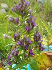 Gentianella auriculata