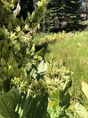 Veratrum californicum